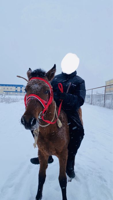 Лошадь 2 головы