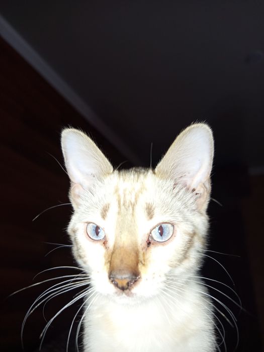 Котенок продается