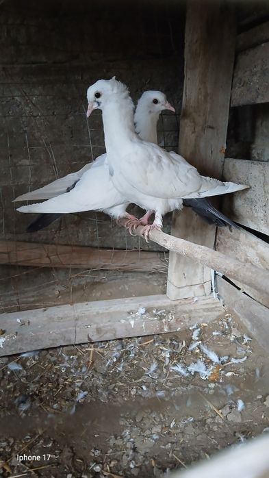 Kabutar sotiladi 2 dona