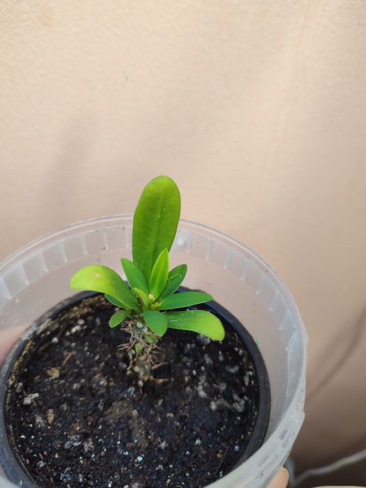 Отростки хойя, дисхидия, эпипремнум