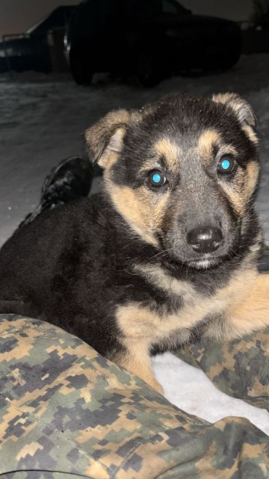 Авчарка еркек кушік