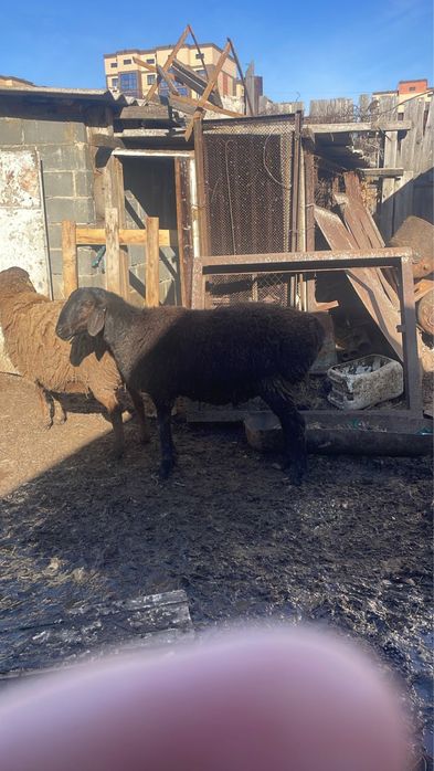 Кошкар 10 ай гисар