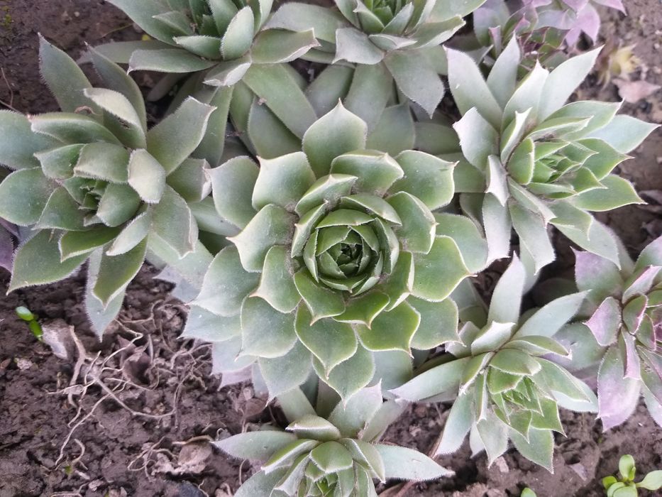 Каменные розы красивые