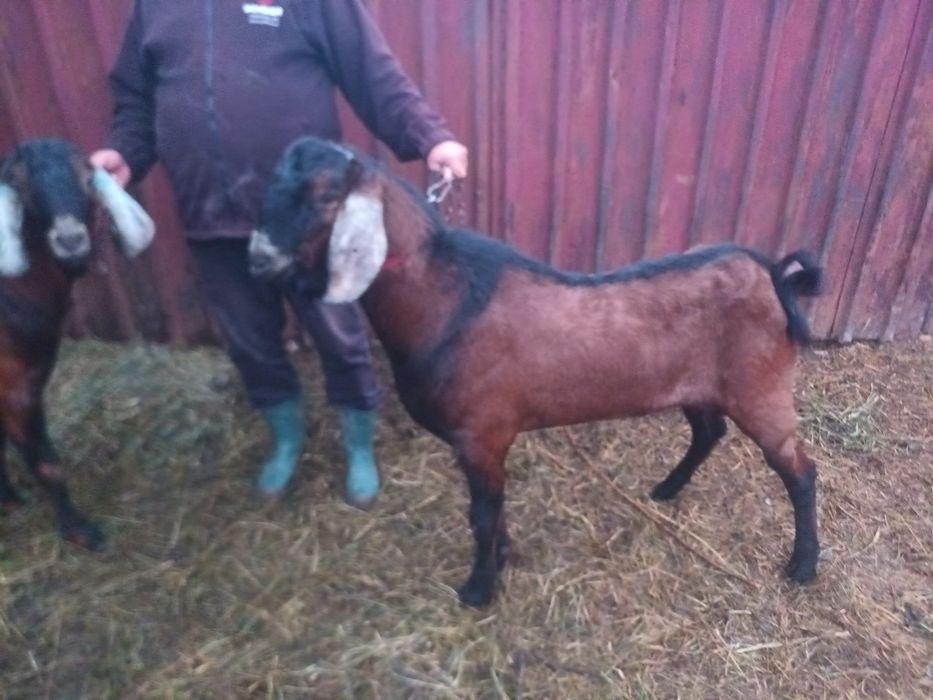 Vand Tap anglo-nubian