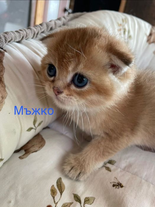 Британска и Шотландска златна чинчила