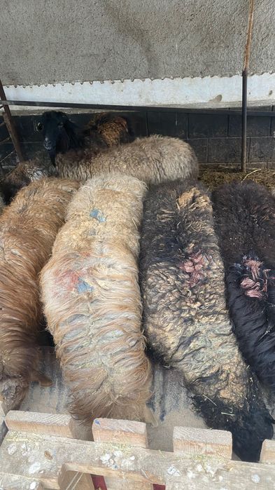 Семіз қой сатылады откормда 3 ай турған