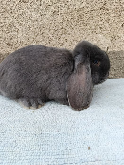 Iepuri berbec german albastru diferite varste