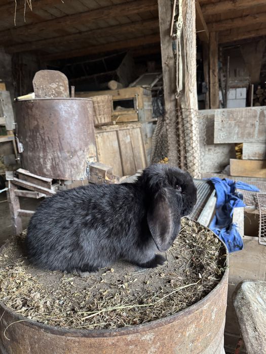 Doi masculi de vanzare 150 bucata  negociabil