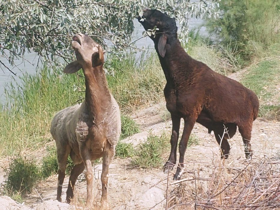 Акика ва эхсонлар учун Кучкорлар сотилади