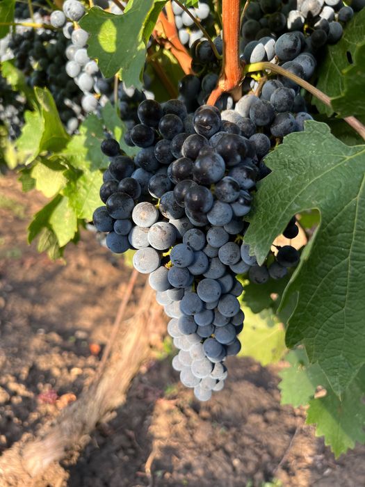 Vând Struguri Cabernet Sauvignon