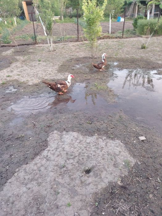 Продам семью селезня и 3 утки