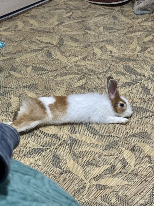 Кролик для спаривания