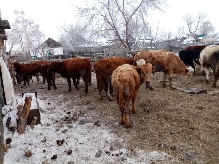 Патсос букалар сатамын