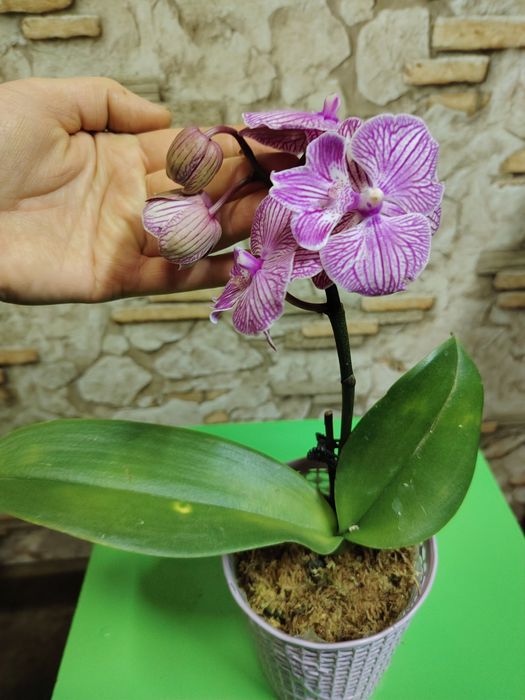 Орхидеи по выгодной цене