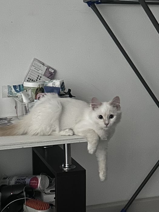 Отдам котенка в хорошие руки!