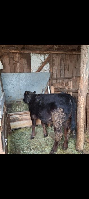 Vând taur si vitea angus