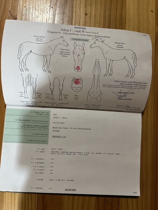 Vând mânză poloneză