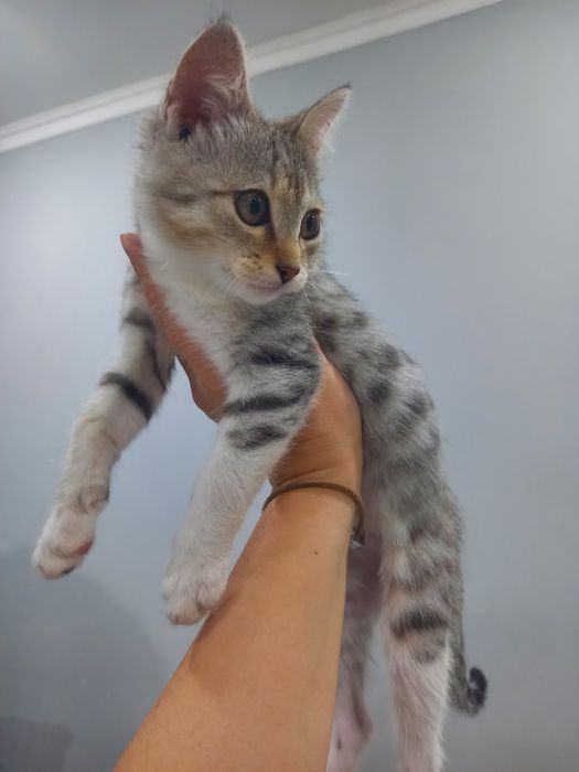 Отдам котека в добрые руки