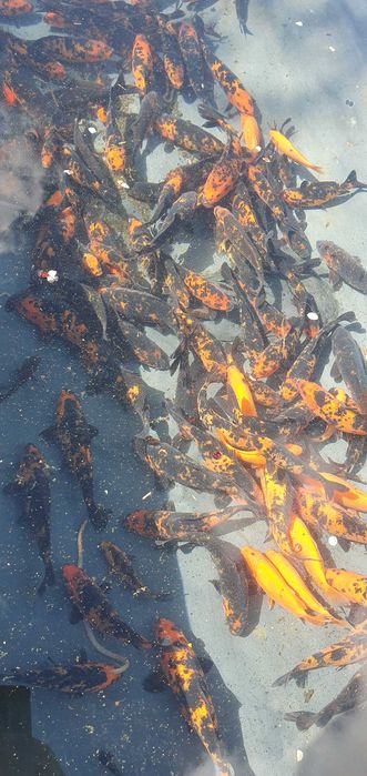 Crapi koi de vinzare