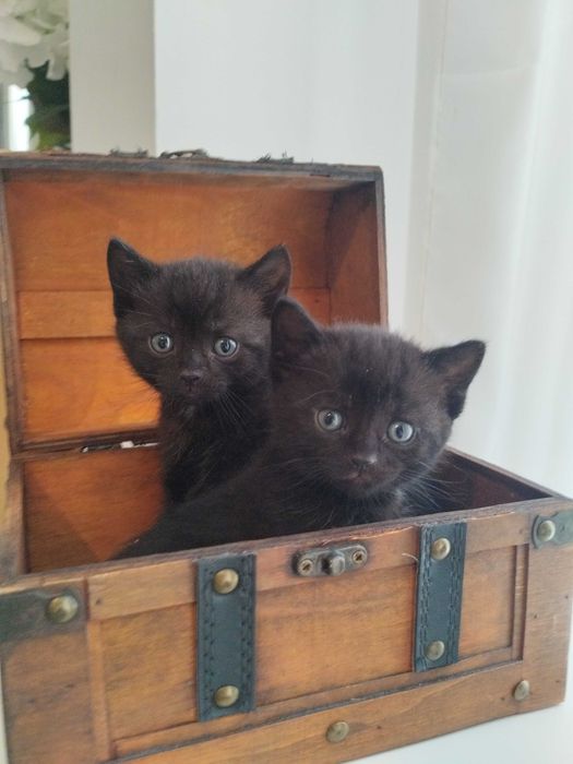 Таби британски котенца и тъмен шоколад