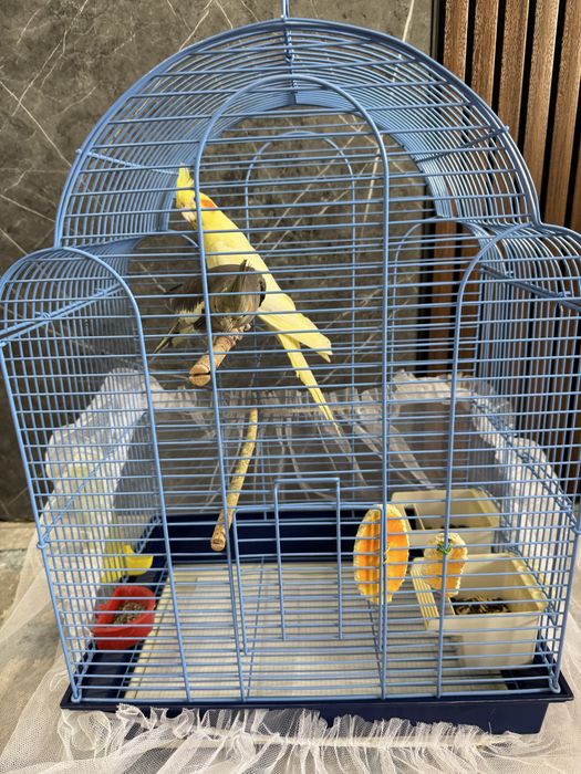 Попугай Карелла взрослый