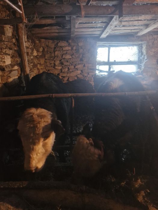 Бұқалар сатылады