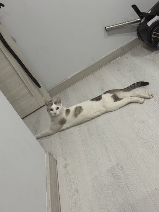 Отдам кота в хорошие руки