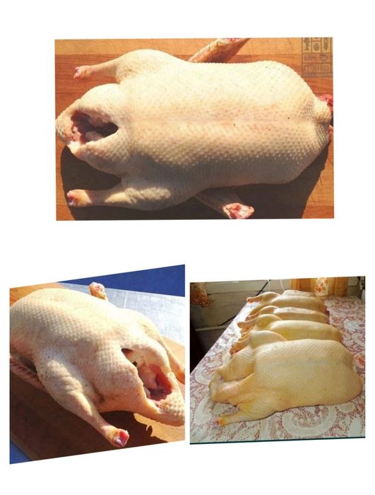 Шикарные крупные тушки гуси
