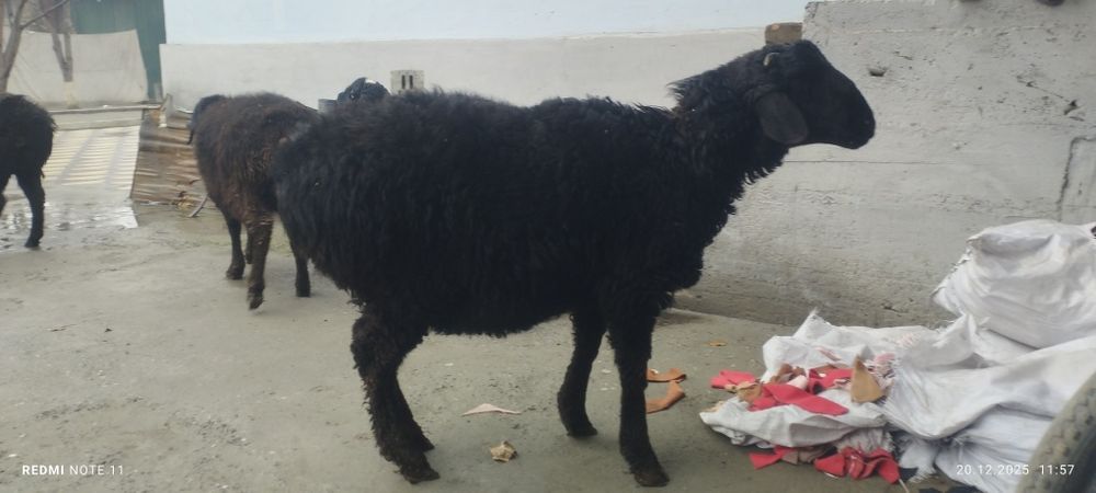 Қўчқор сотилади соғлом