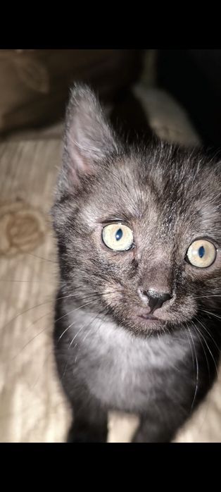 Срочно отдаём котят в добрые руки