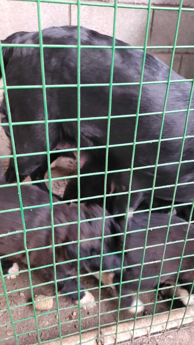 Щенки от мамы лабрадора