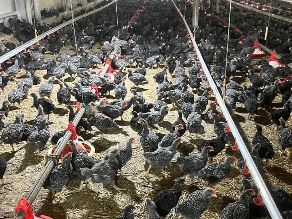 Rate pui alb si rasa mixta  cu livrare