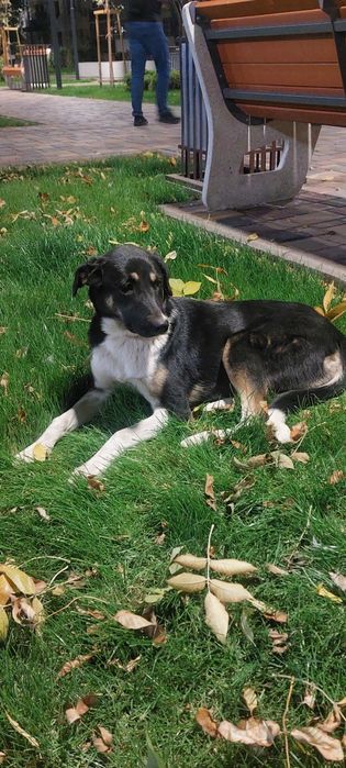 Щенки в добрые руки