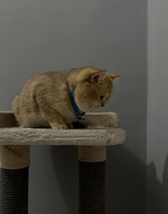 Вяскага Британский золотистый  вязкага опитни