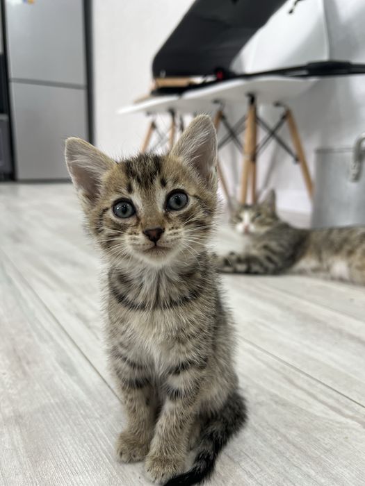 Отдам котят в добрые руки!