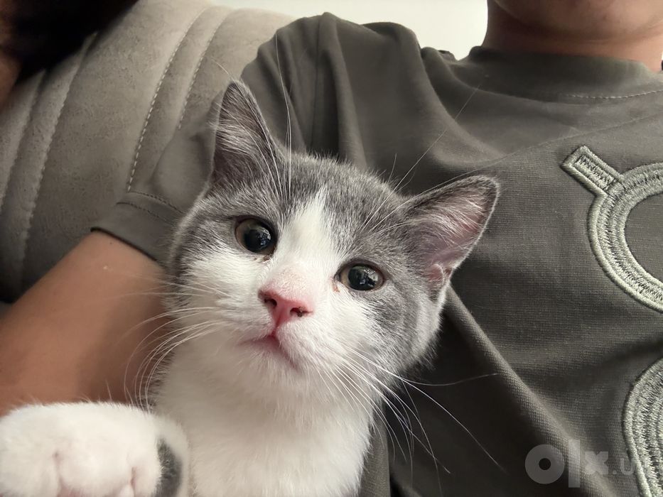 Скотиш страйт 2,5 ойлик кот