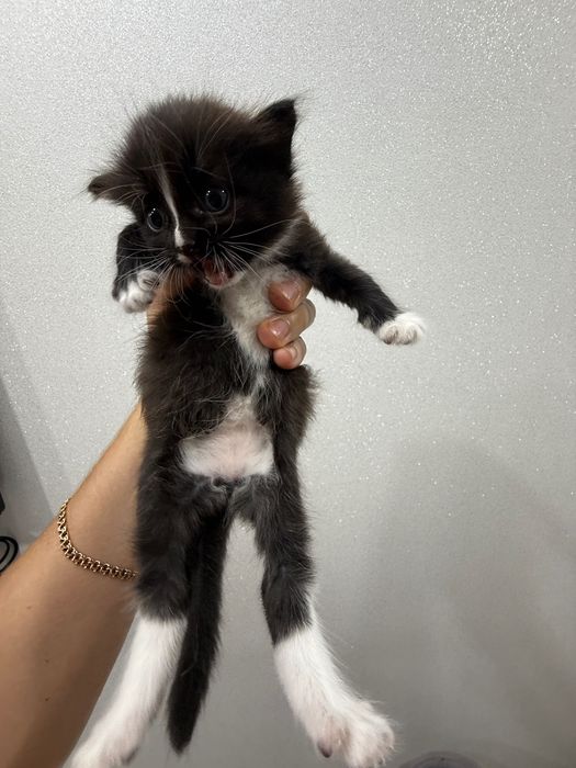 Кошечка полубританка