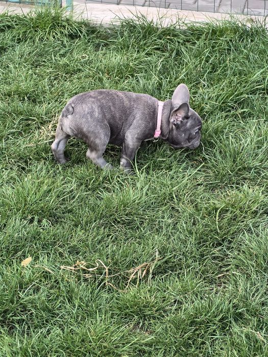 Девочка французского бульдога