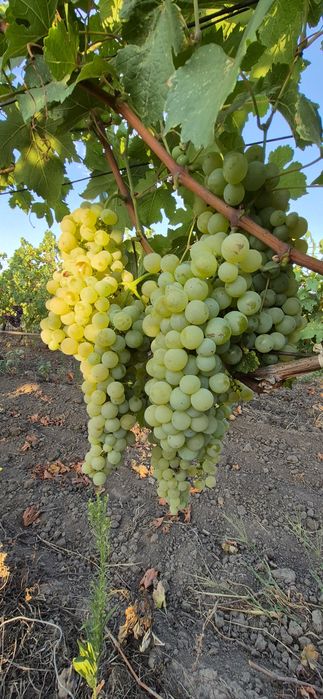 Struguri  de vin si masa