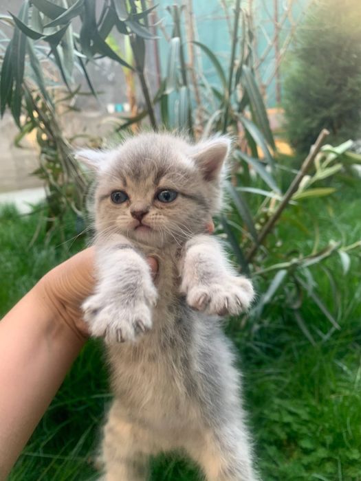 Продаются серебристий шиншилли котяти