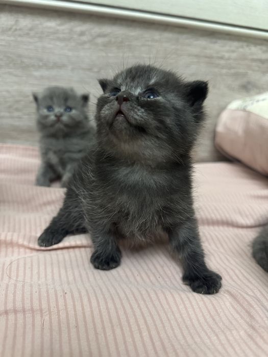 Шотлатский вислоухий кот