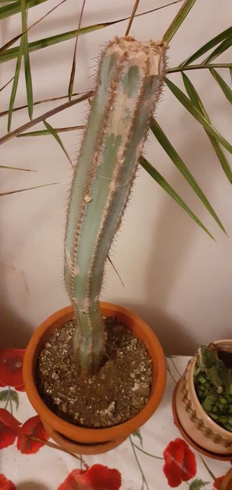 De vanzare cactus