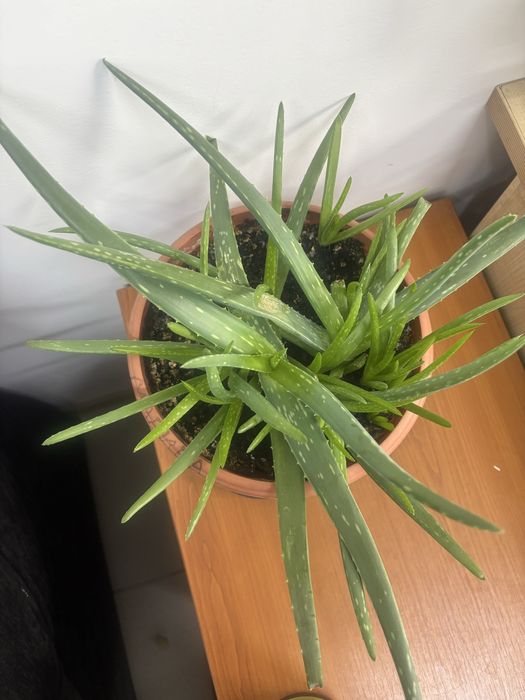 Продам цветы комнатные