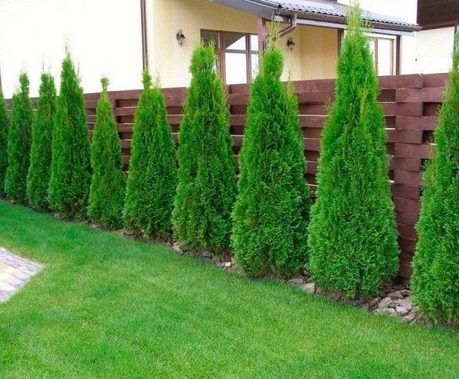 Туя смарагд прямой из  Питомника