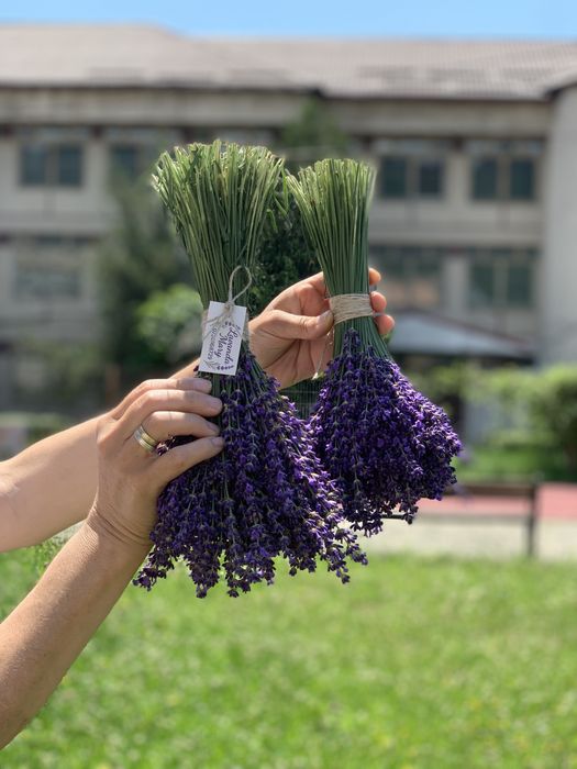 Super oferta Buchete Lavanda ( 5+1)