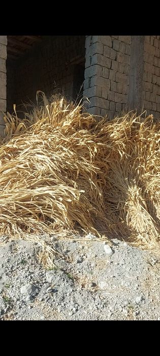 Makkai va beda sotiladi  300 boq bor narxi kelishilgan holda