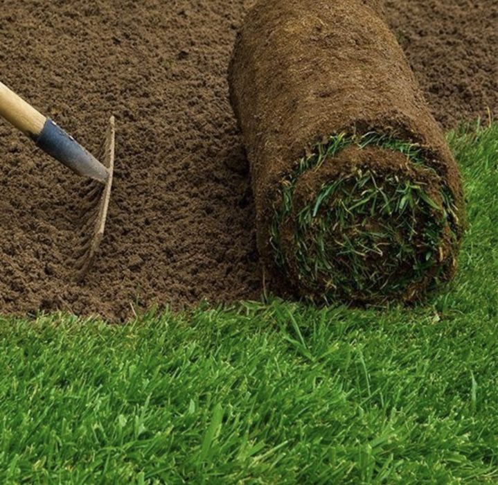 Рулонный газон Самарканд