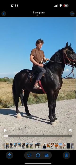 Жеребец айгыр лошадь