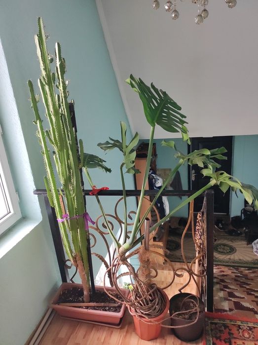 Продам домашние цветы