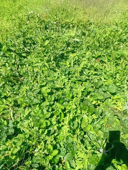 Продам дачу 17 маршрут